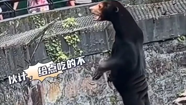 Information about China Sun Bear Video