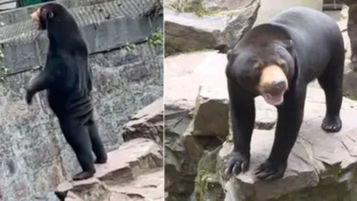 Verify the authenticity of China Sun Bear Video