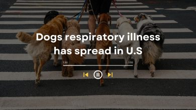 [HOT] Dogs respiratory illness has spread in U.S